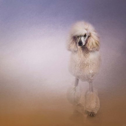 Framed On The Way To The Salon Standard Poodle Print