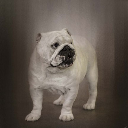 Framed Quiet Observer Bulldog Puppy Print