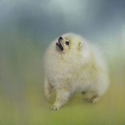 Framed Watching For Rain Drops Pomeranian Print