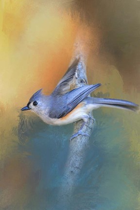 Framed In A Flash Tufted Titmouse Print