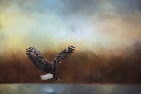 Framed Eagle Hunting In The Marsh Print