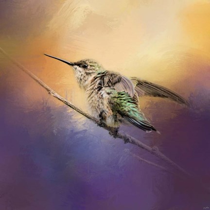Framed Hummingbird At Sunset Print