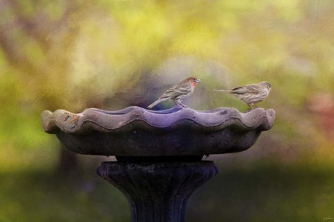 Framed Finches On The Bird Bath Print
