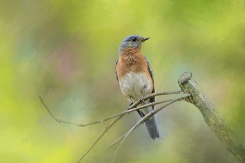 Framed Bluebird On A Spring Day Print