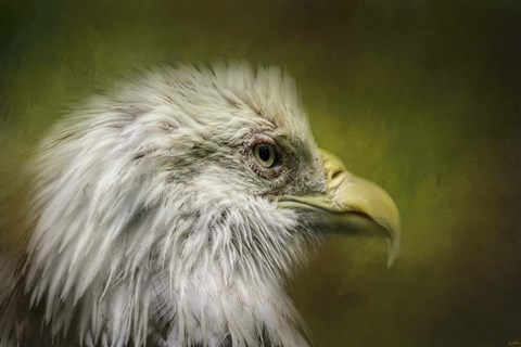 Framed Bald Eagle In The Grove Print