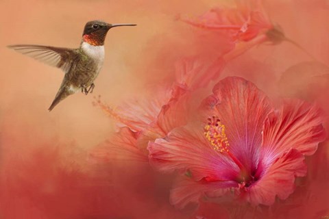 Framed Hummingbird and Peach Hibiscus Print