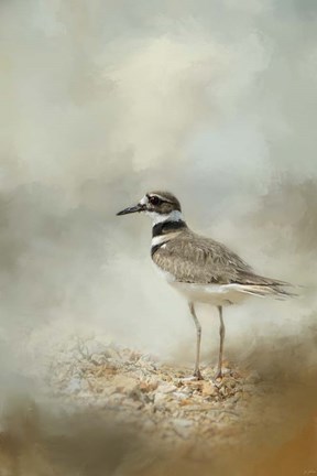 Framed Killdeer On The Rocks Print