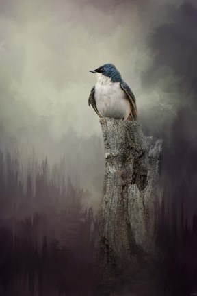 Framed Resting Tree Swallow Print