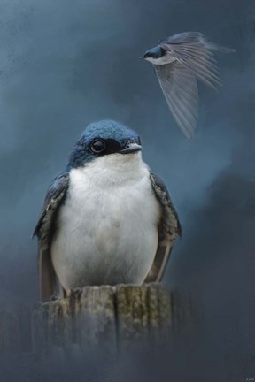 Framed Beautiful Tree Swallow Print