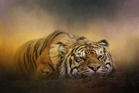 Framed Tiger Awakens Print