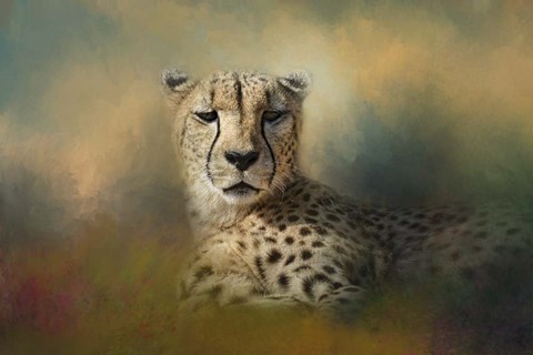 Framed Cheetah Enjoying A Summer Day Print