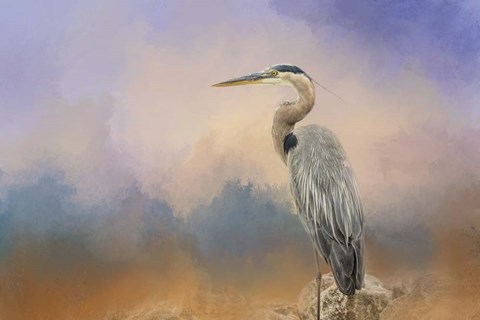 Framed Heron On The Rocks Print