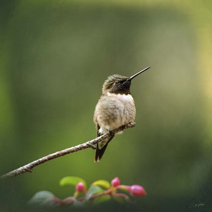Framed Hummingbird In The Garden Print