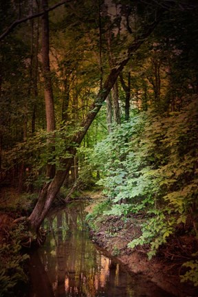 Framed Shiloh Stream 2 Print