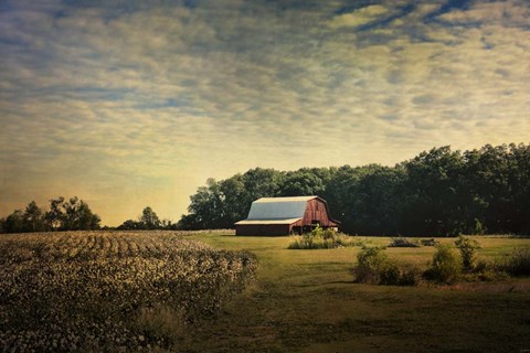Framed Red Barn At The Cotton Field Print