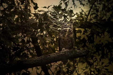 Framed Night of The Owl 3 Print