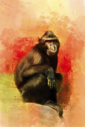 Framed Colorful Expressions Black Monkey Print