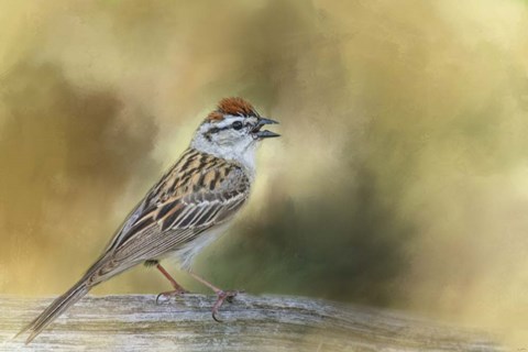 Framed Final Summer Song Print