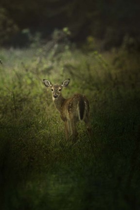 Framed Fawn In The Field Print