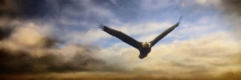 Framed Sunset Flight Print