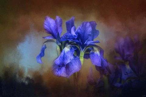 Framed Blue Iris Blooms Print