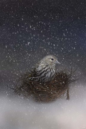 Framed Keeping Warm In My Nest Print