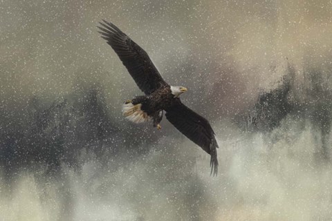 Framed Winter Flight Print