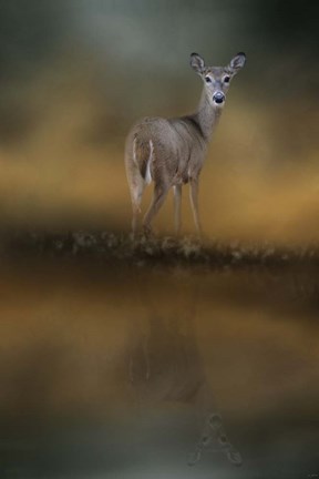 Framed Sunrise At The Pond Print