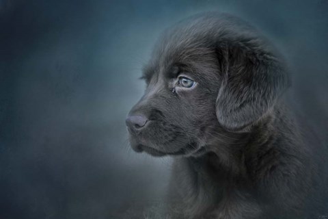 Framed Blue Eyed Puppy Print