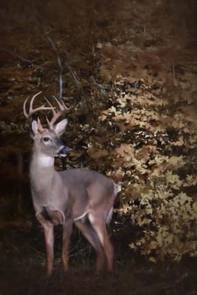 Framed Edge Of The Woods Print