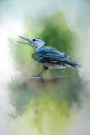 Framed Summer Nuthatch Print