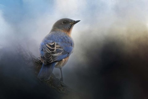 Framed Blue Winter Visitor Print