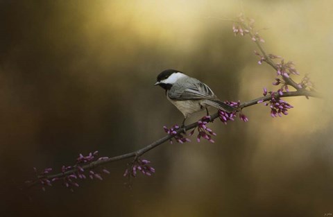 Framed Chickadee In The Golden Light Print