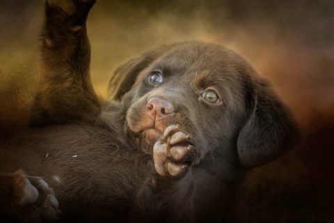 Framed Welcoming The Sun Print