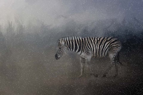 Framed Zebra In A Snow Storm Print