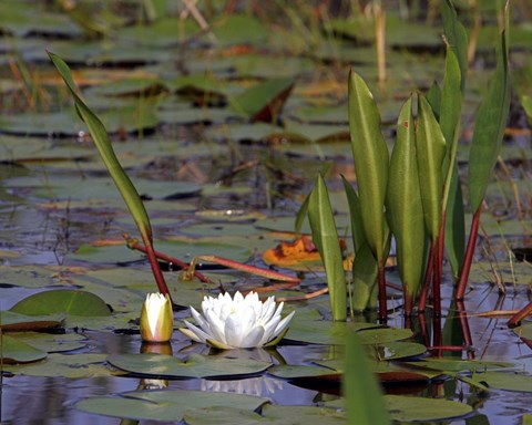 Framed Water Lily Print
