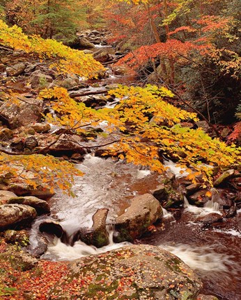 Framed Middle Prong, Treemont Print