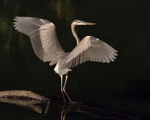 Framed Big Bird Print