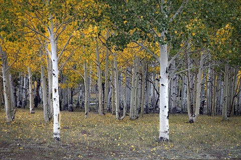 Framed Dixie Forest, UT Print