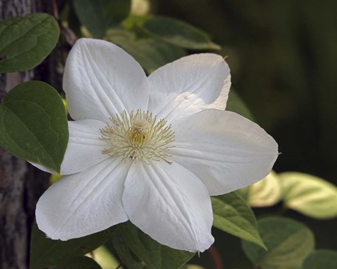 Framed Clematis Print