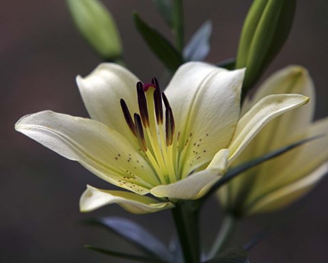 Framed Lily #2 Print