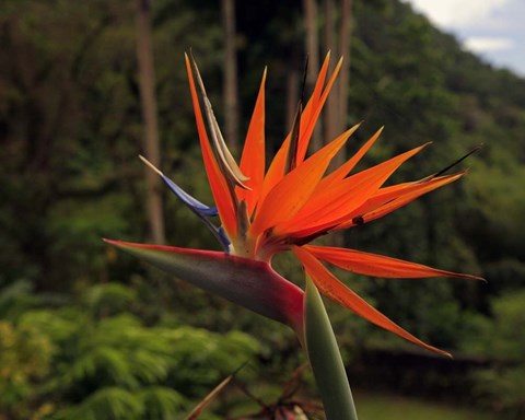 Framed Bird of Paradise Print