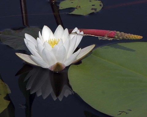 Framed Okefenokee Lilly Print