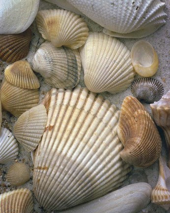 Framed Sea Shells Print