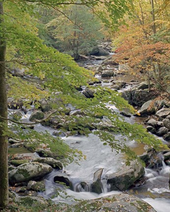 Framed Middle Prong Print