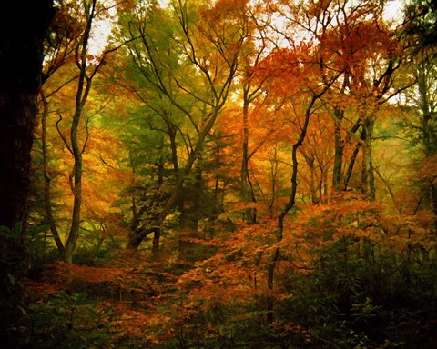 Framed Deep Woods Print