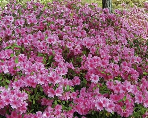 Framed #190  Azaleas Print