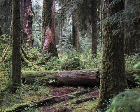 Framed 237 Olympic NP Print