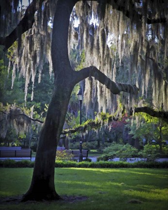 Framed Forsyth Pk, Savannah Print