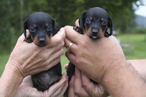 Framed Two Puppies Print